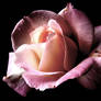 A rosy rose brightens the dark