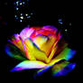 rainbow rose of the night