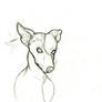 Whippet