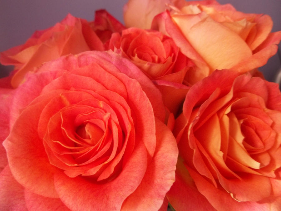Sunset Roses by MyGothicValentine on DeviantArt