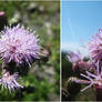 Land Urchins