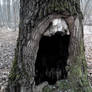 A The tree in the forest with hollow