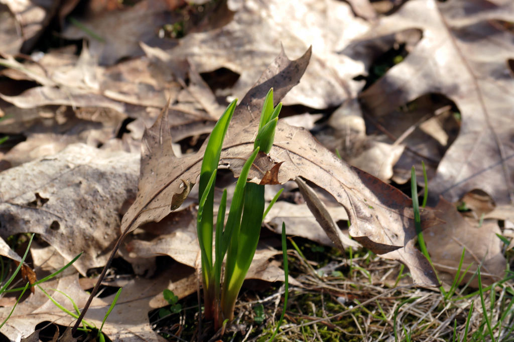 Spring vs fall