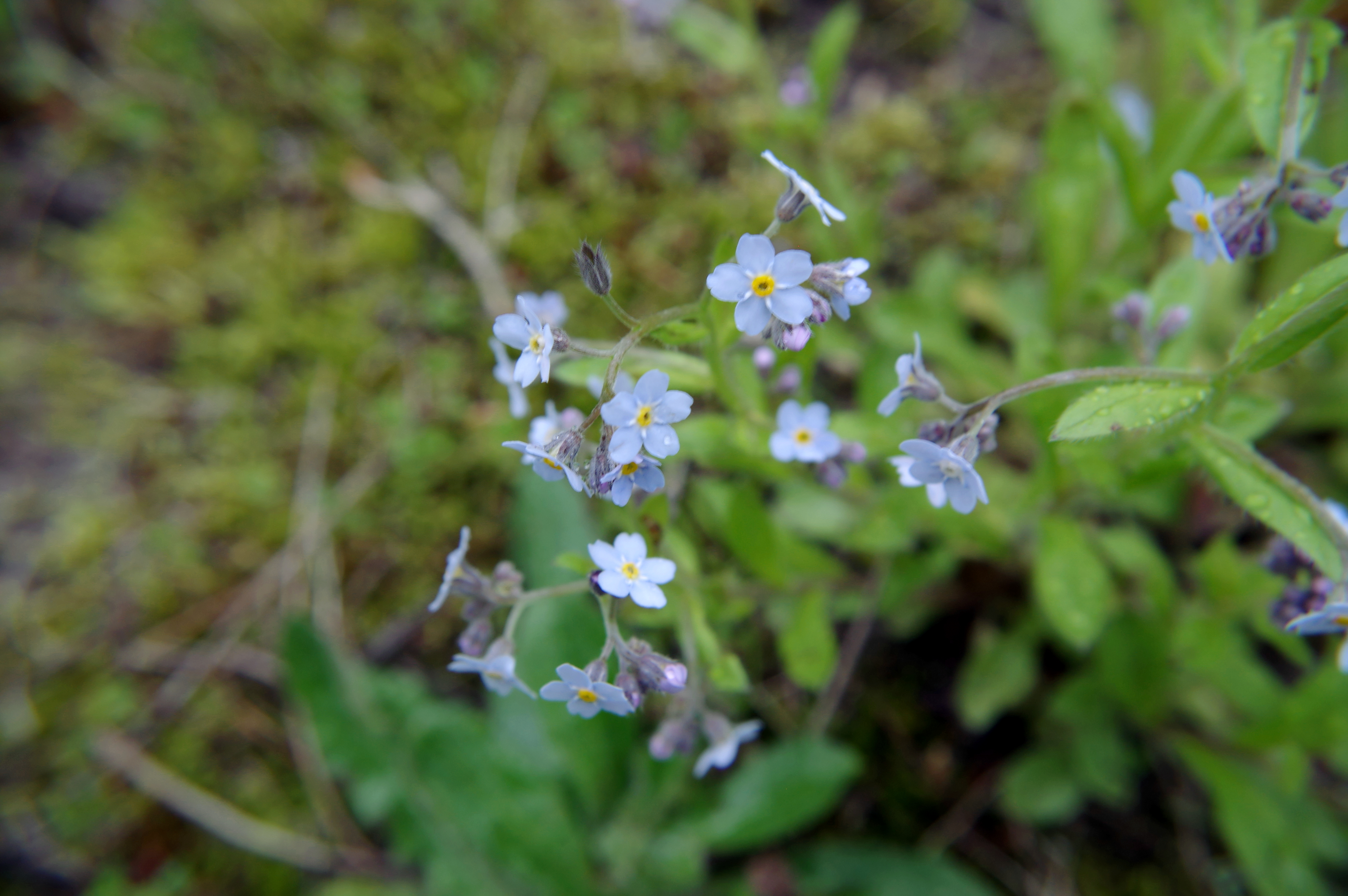 Forgetmenot