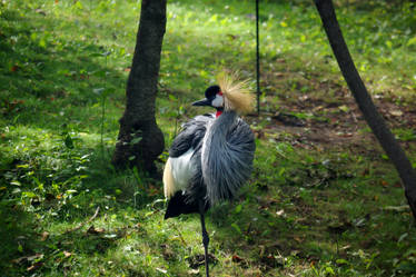 Grey CrownedCrane