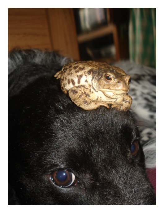 Toad_ by Brainwasheddd Toad_ by Brainwasheddd