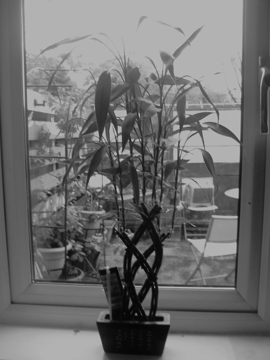 Lucky Bamboo by BadmanStudios on DeviantArt