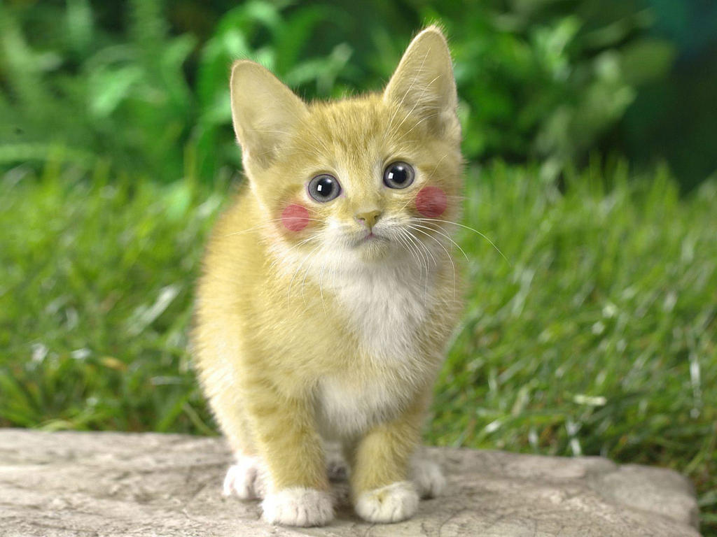 Pikachu Kitten by GymLeaderNoctis on DeviantArt