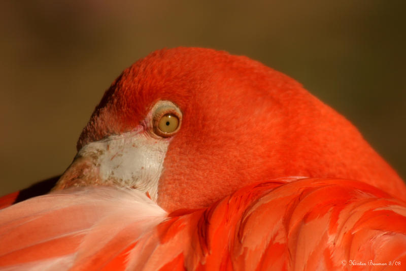 Caribbean Flamingo