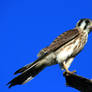 American Kestrel Falcon