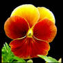 Pansy Power