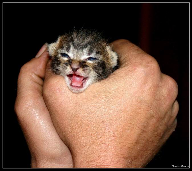 Kitty Grip