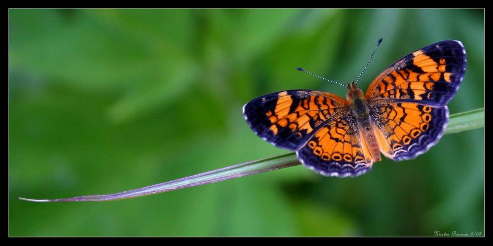 Pearl Crescent