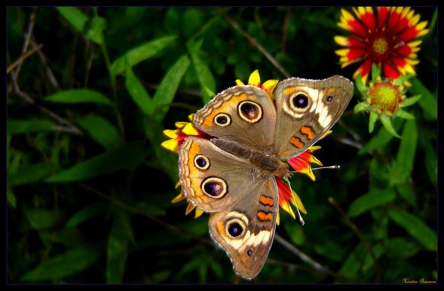 Junonia coenia