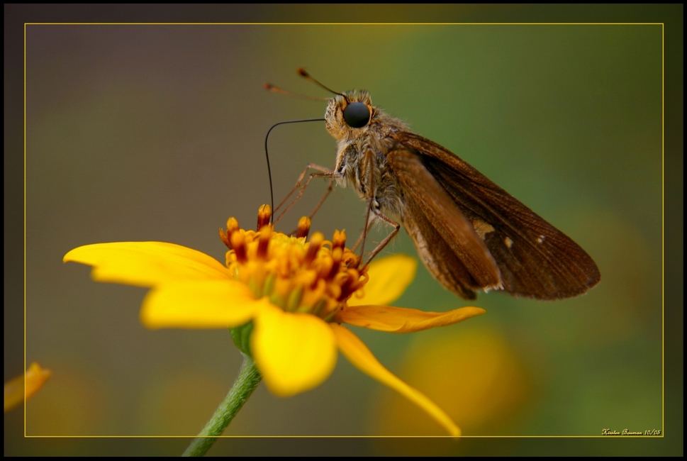 Nectar Snacking