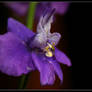 Weeping Larkspur