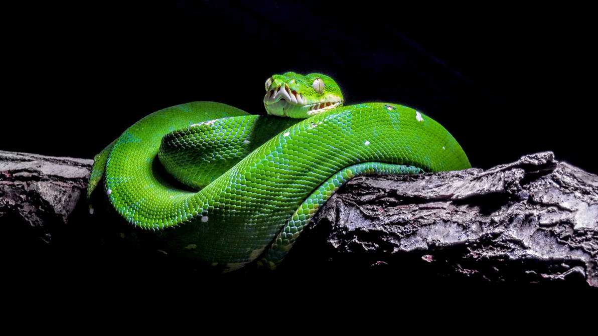 Despine Python relaxed tree python by IceManDBB on DeviantArt