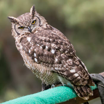 owl