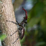 Donnergugi - Lucanus cervus