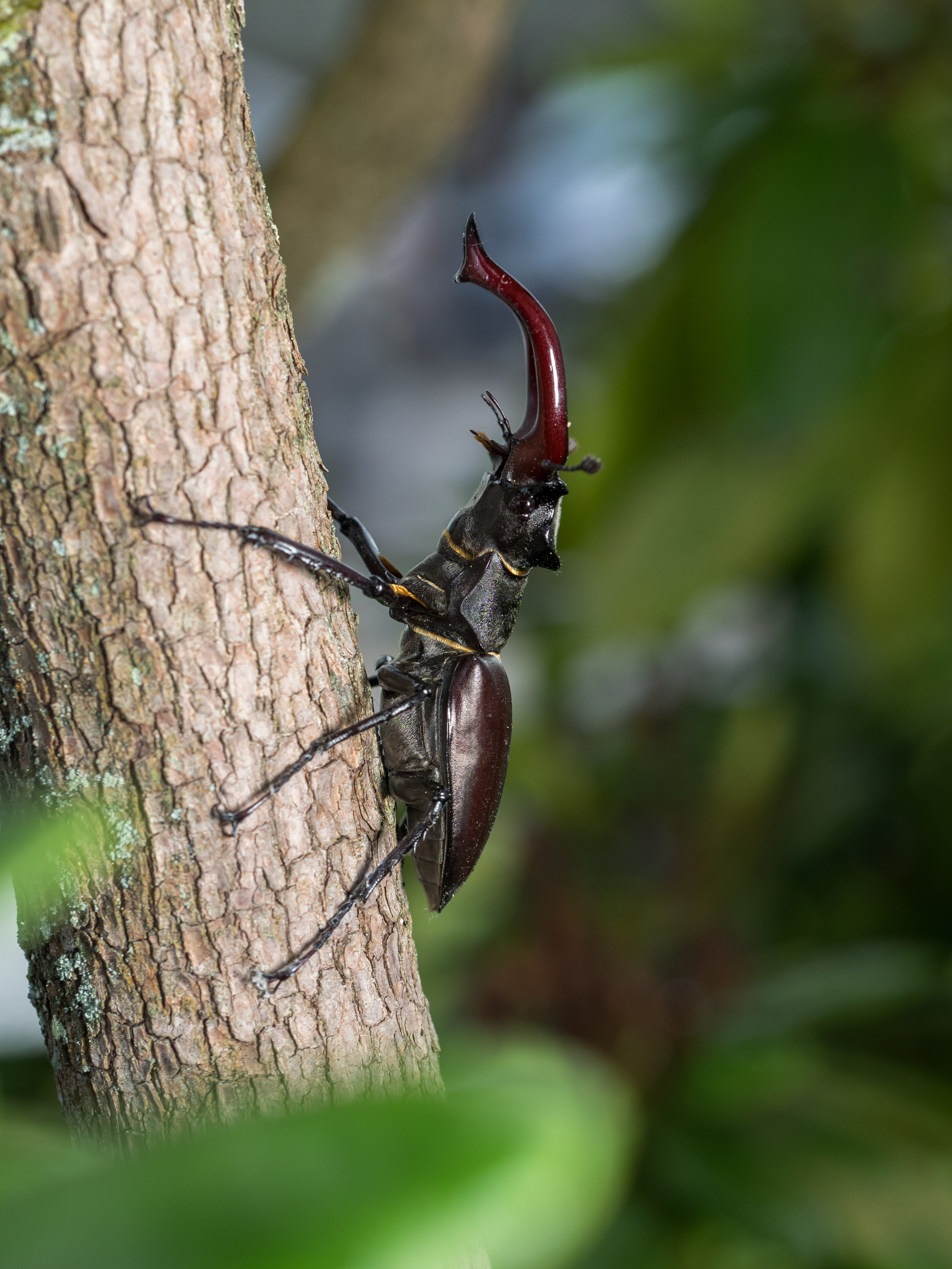 Donnergugi - Lucanus cervus