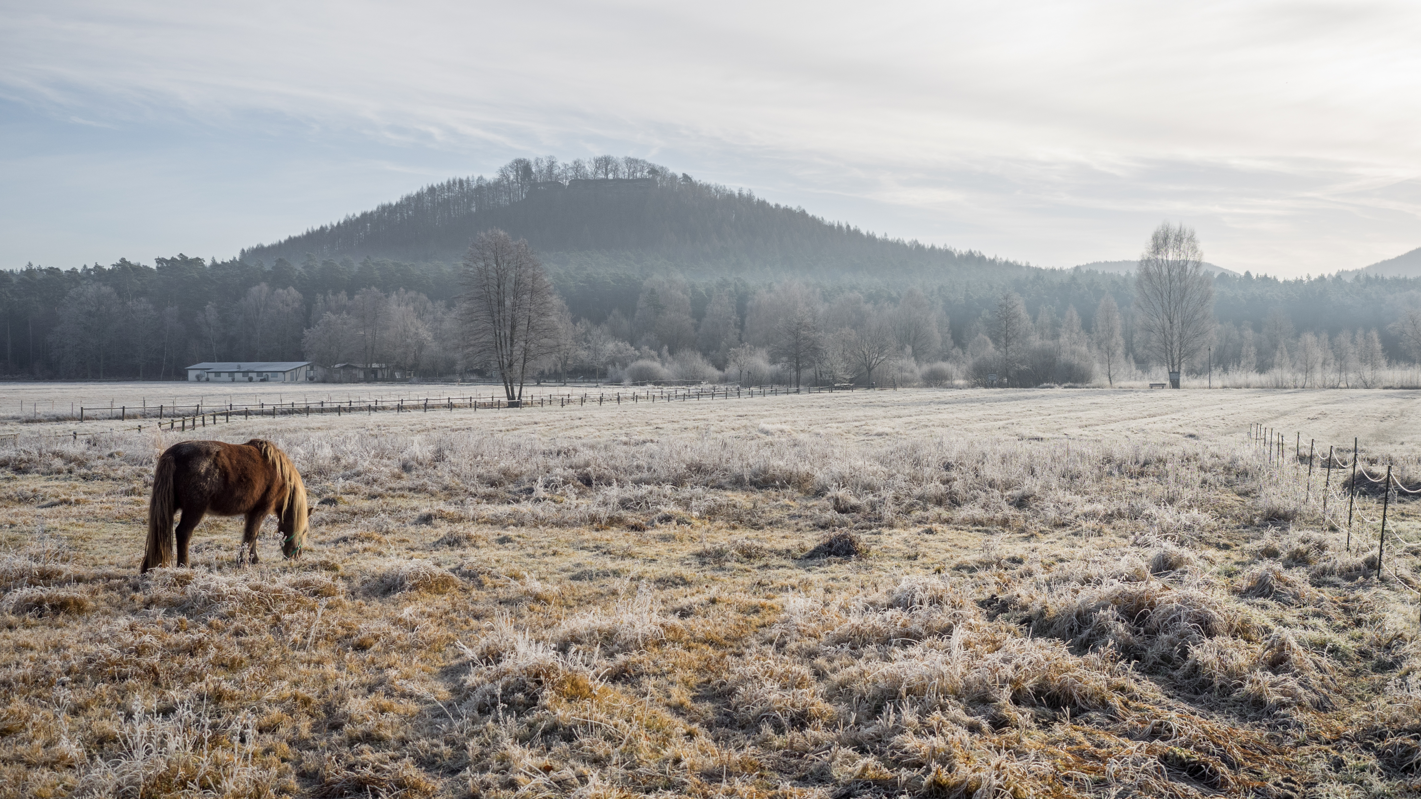 frosty morning