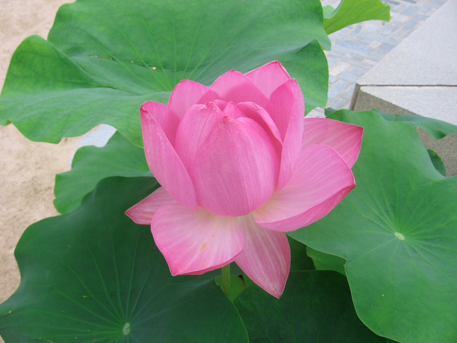 Lovely Lotus