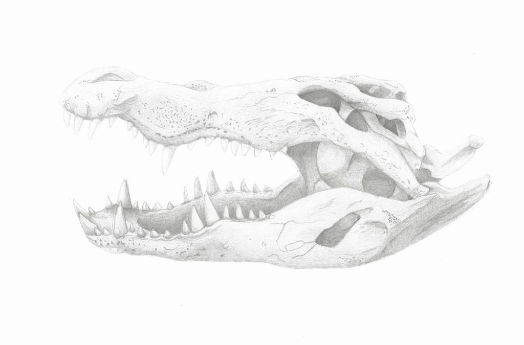 Crocodile Skull