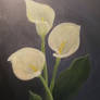 Arum lilies