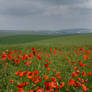 Poppy Field