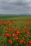 Poppy Field by Sassy-Stock