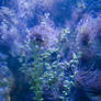 Underwater Sea Stock 2