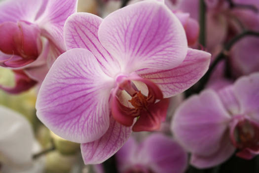 Pink Orchid Stock