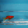 Goldfish in vase - Stock