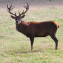 Red Deer - Stock