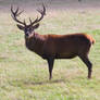 Red Deer - Stock