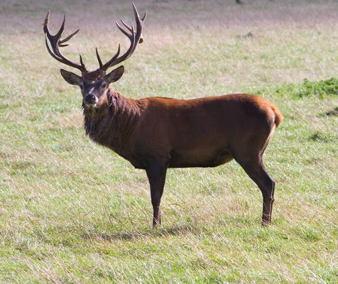 Red Deer - Stock