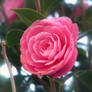 Pink Camillia Flower - Stock