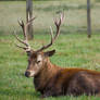 Stag - Stock