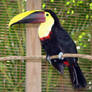 Toucan 2 - Stock