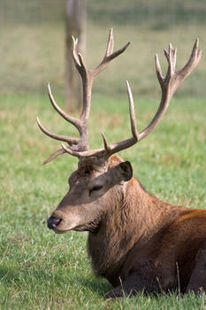 Stag Antlers - Stock