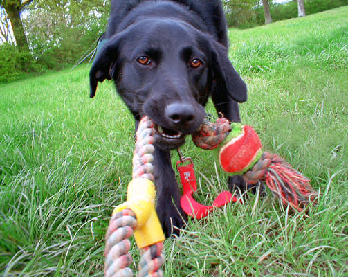 Black Labrador Stock