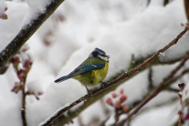 Blue Tit Snow Stock