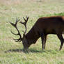 Deer drinking Stock 2