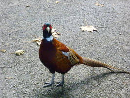 Pheasant Stock