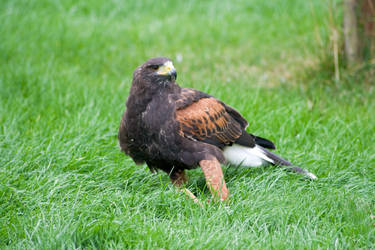 Harris Hawk Stock