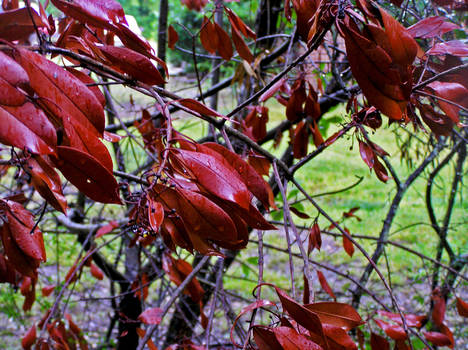 Red Wind