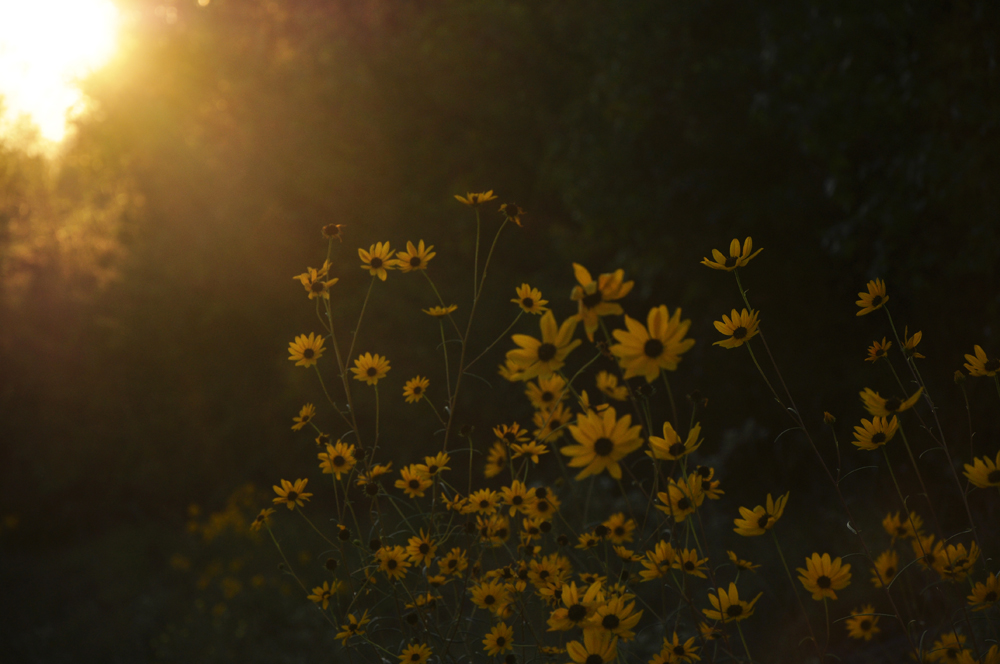 Into Memory: Spring