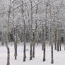 Trees in Winter