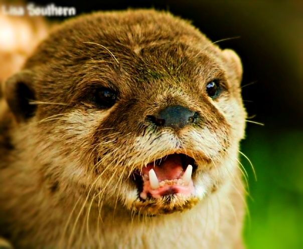 .:Otter Mam:.