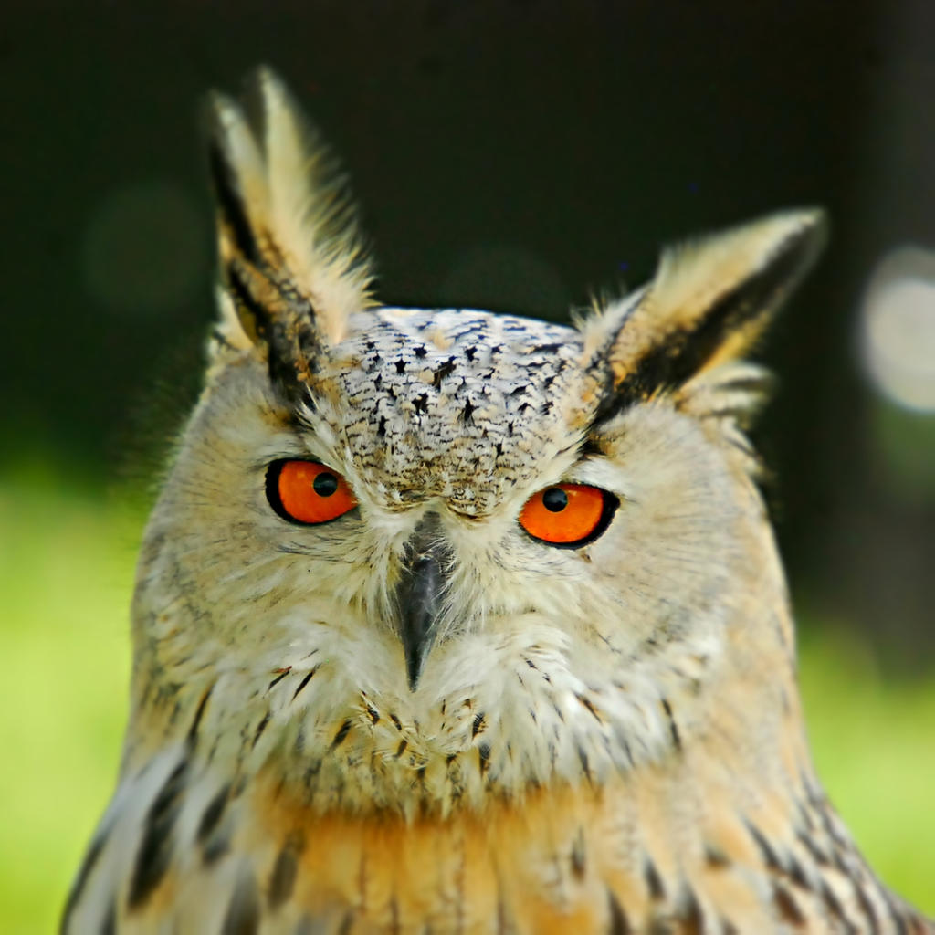 .:With These Eyes:. by LSouthern